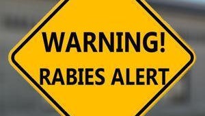 Officials urging caution after person comes into contact with rabid dog in Hall County — St. Simons Island Health news
